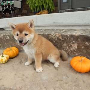 Dora, Shiba Inu Puppy